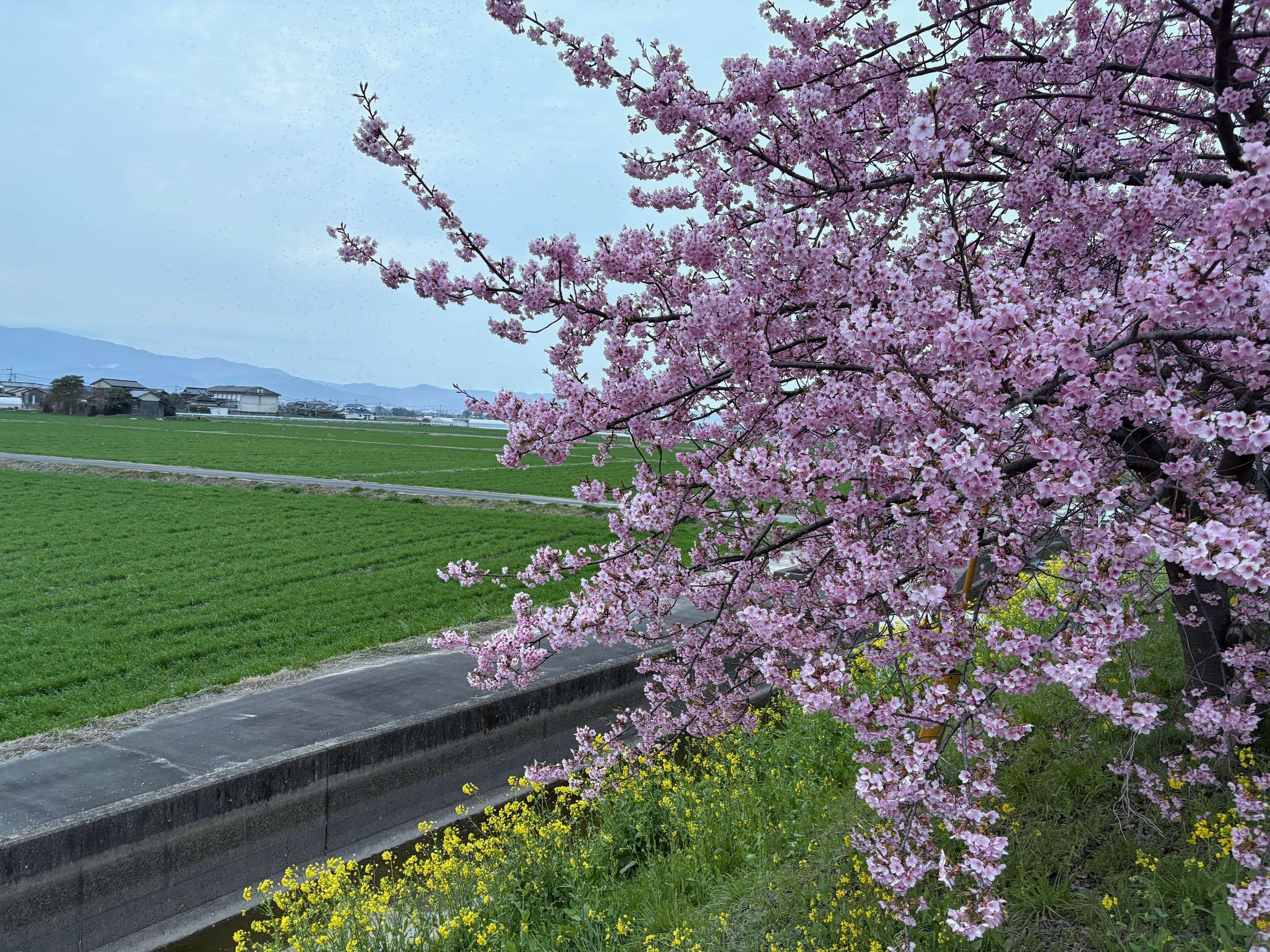 image ミラノの熱気と、うるう年の小さな豆知識