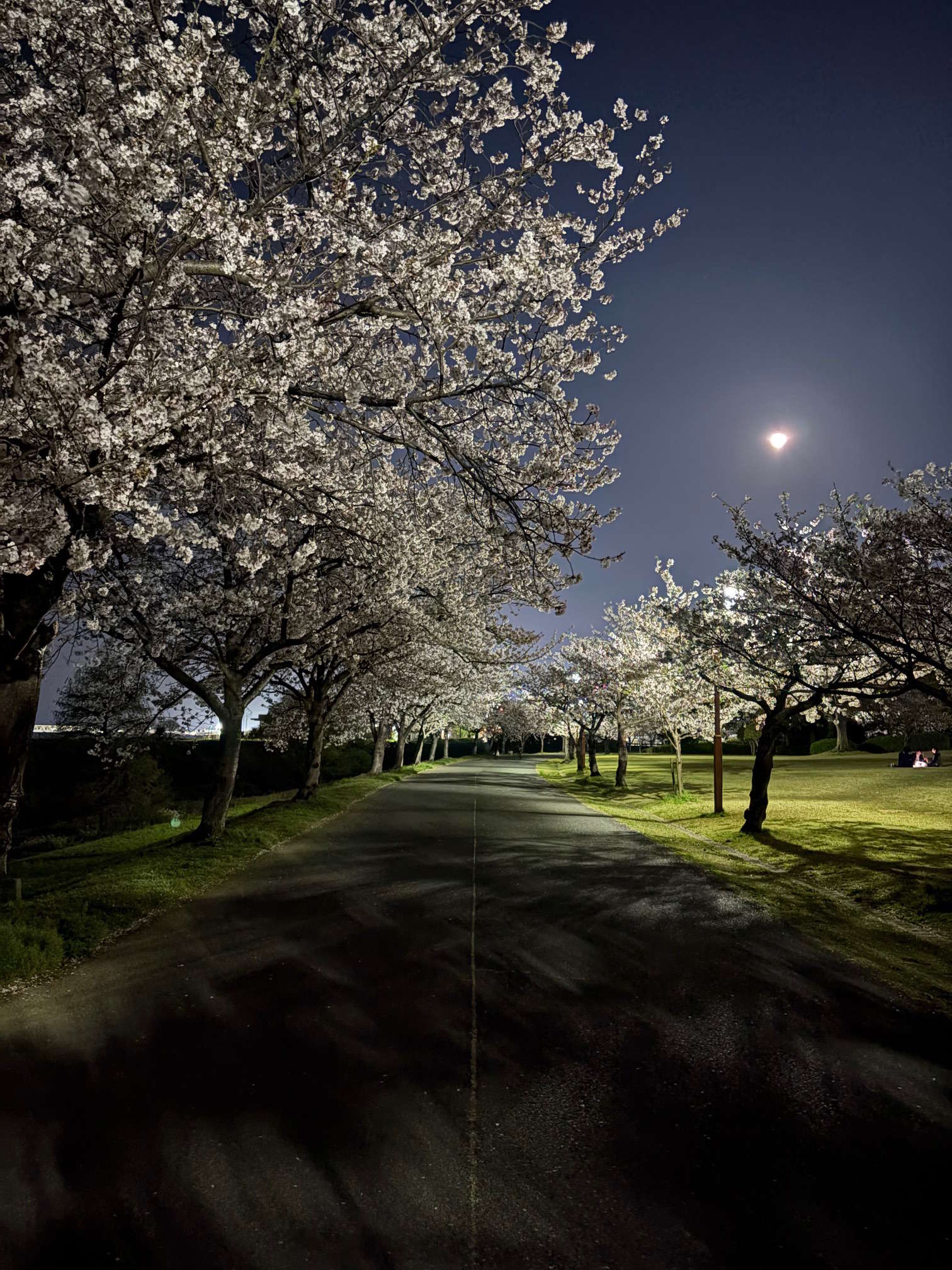 image 桜と満月に癒された4月